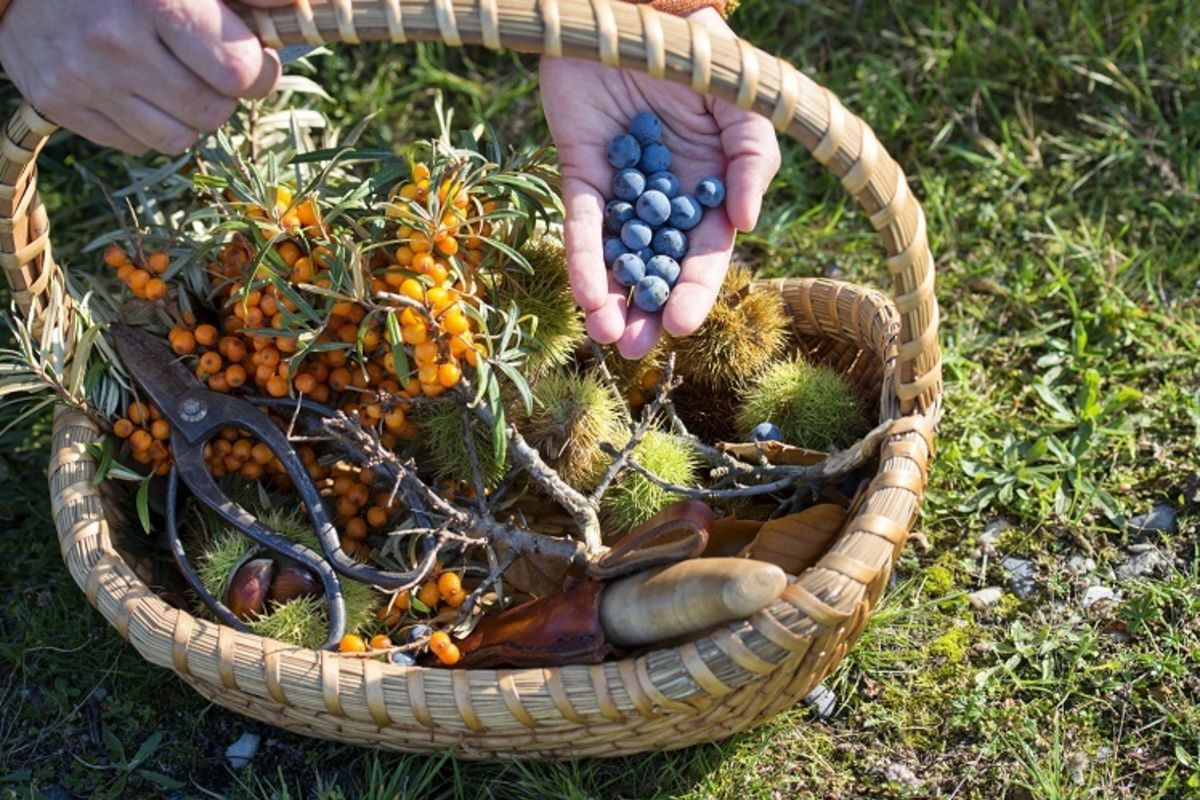 کاشت بوته های میوه دار