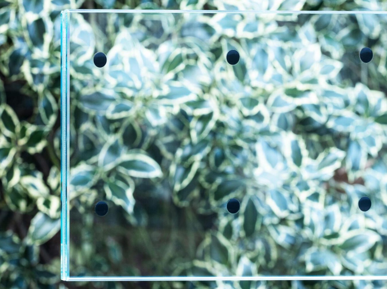 Making Buildings Bird Friendly with Safety Glass - 5425