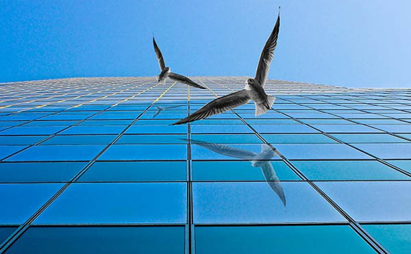 استفاده از شیشه‌ی محافظ در ساختمان‌ها به منظور جلوگیری از آسیب‌رسیدن به پرندگان