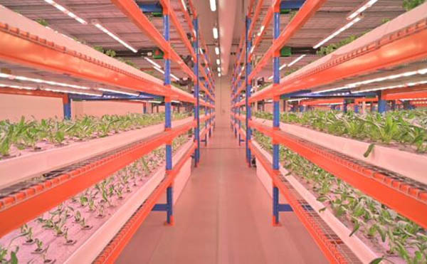 کشاورزی عمودی چگونه می تواند در ساختمان های مسکونی دبی کار کندdubai how vertical farming can work in residential buildings