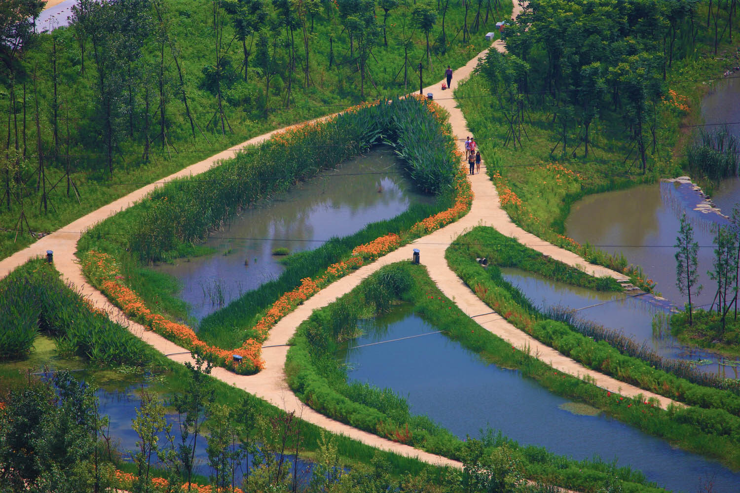 What is Peatland A Powerful Carbon Store and Ecosystem - 14424