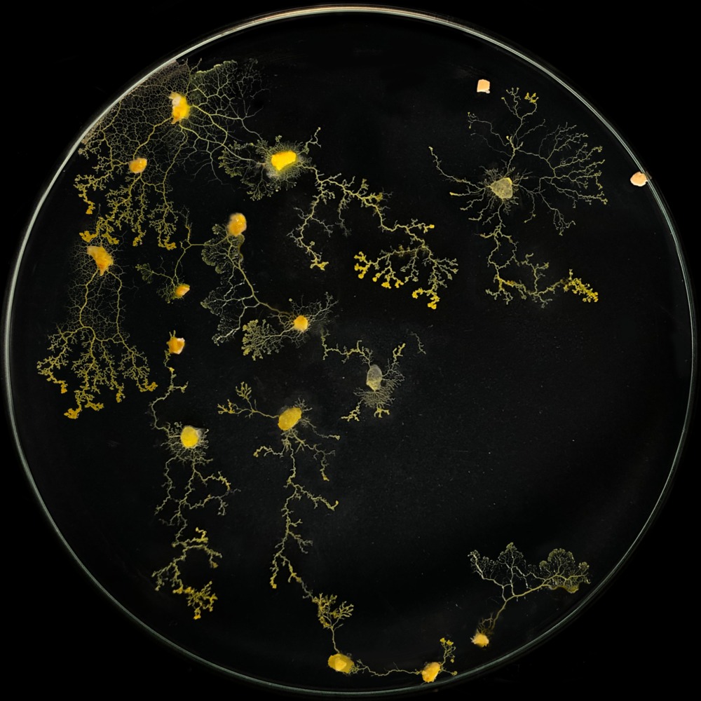 The City as an Organism - 5591
